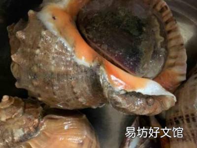 大海螺怎么吃