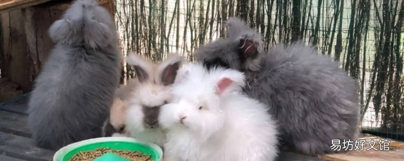 心如止水猜一动物