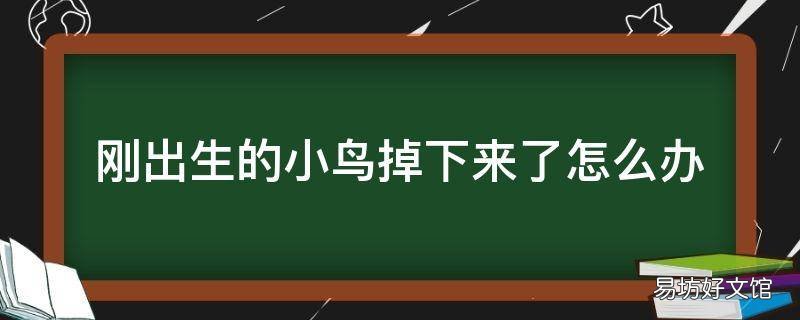 刚出生的小鸟掉下来了怎么办