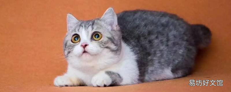 避免矮脚猫剧烈运动应该怎样做