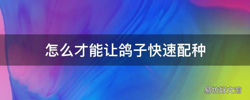 怎么才能让鸽子快速配种