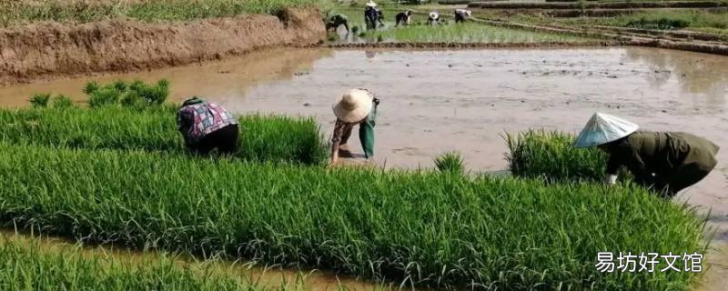 迈栽秧属于哪里