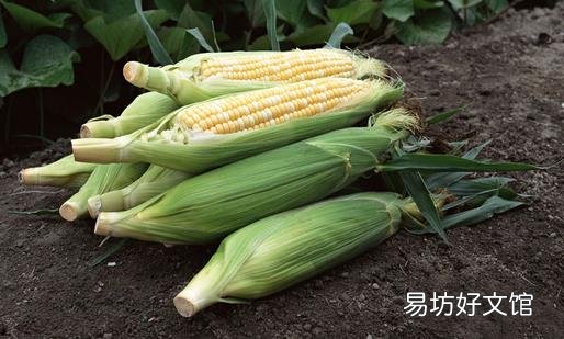 玉米的营养和功效