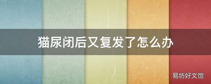 猫尿闭后又复发了怎么办