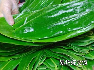 新鲜芦苇叶怎么处理才能包粽子