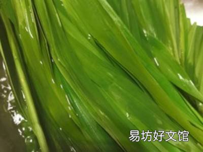 新鲜芦苇叶怎么处理才能包粽子