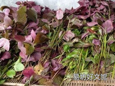 紫苏怎么晒干保存