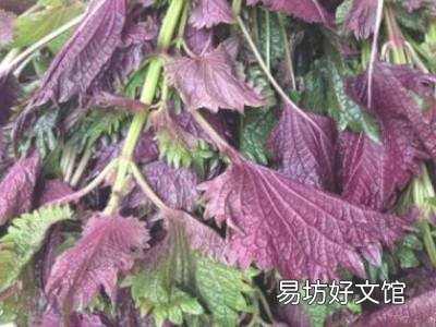 紫苏怎么晒干保存