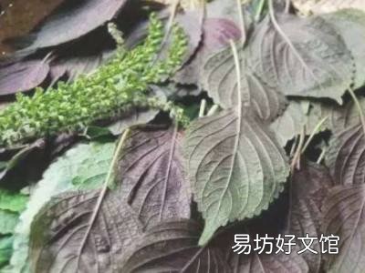 紫苏怎么晒干保存