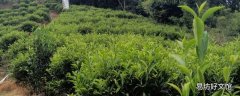 南澳茶园面积