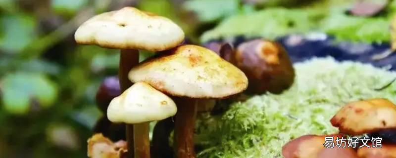 夏至菇生长周期