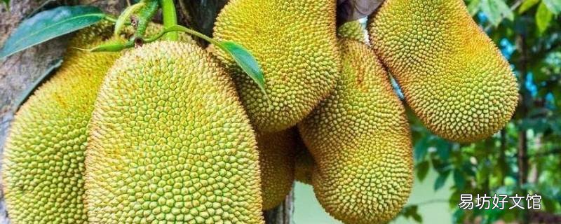 剥菠萝蜜的技巧
