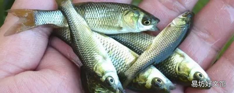 草鱼苗发病期能喂食吗