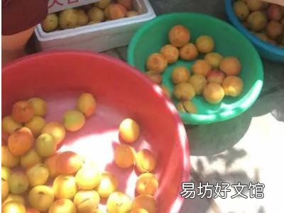 杏的保存时间与方法