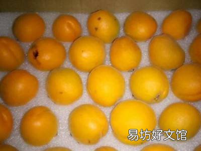 杏的保存时间与方法