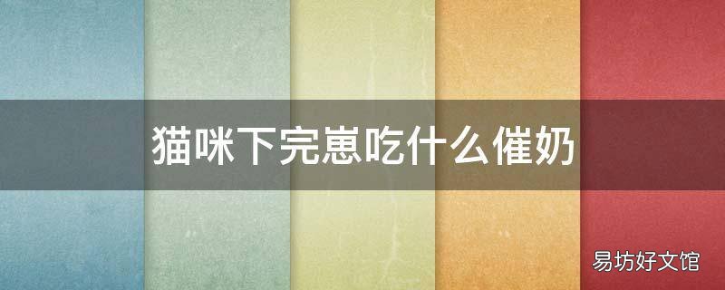 猫咪下完崽吃什么催奶