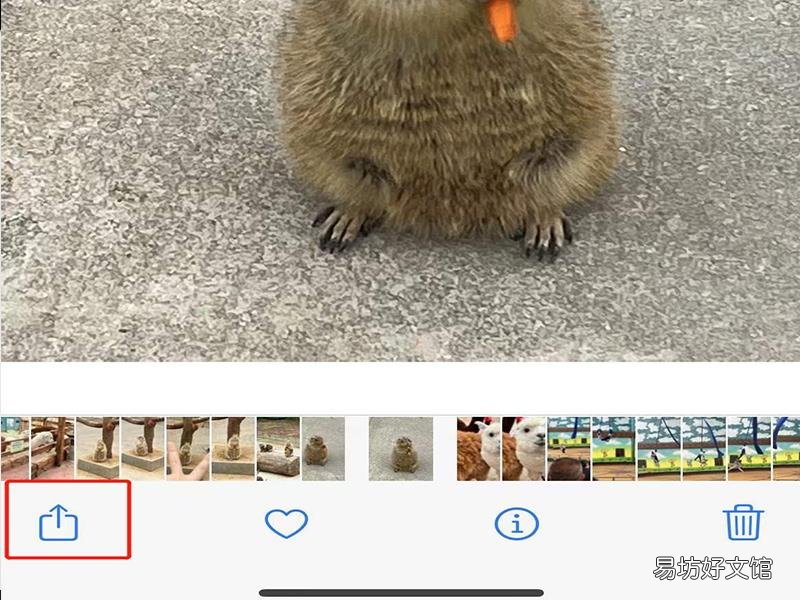live图怎么发给别人