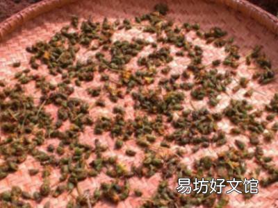婆婆丁花怎么晒干