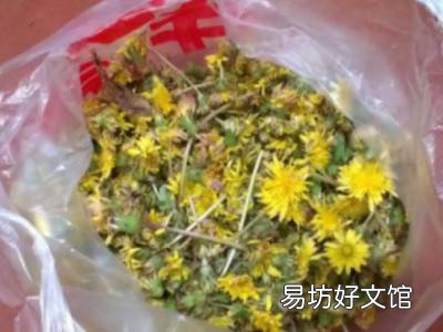 婆婆丁花怎么晒干