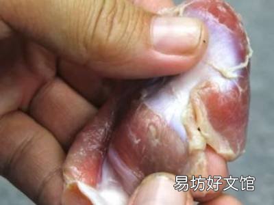 鸡胗怎么清洗