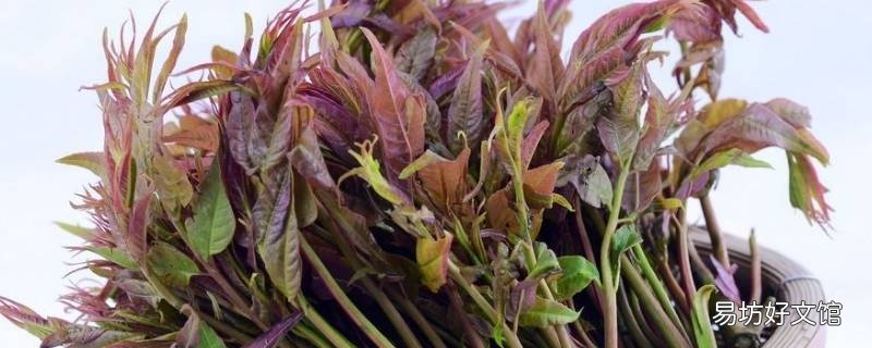 香椿芽怎么吃法