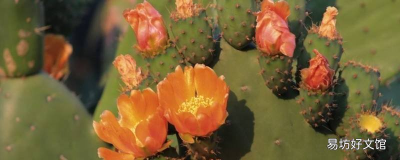 仙人掌花花柱成因