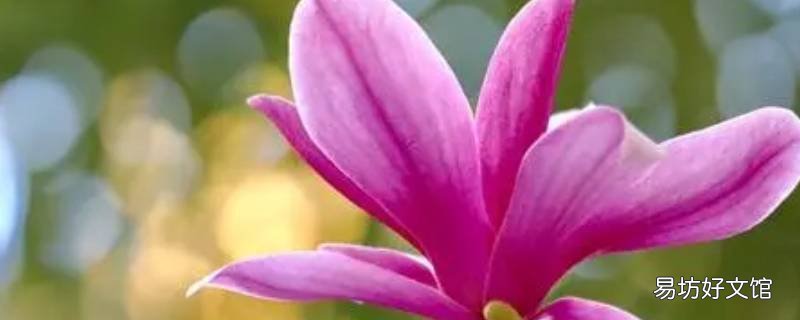 紫玉兰花怎么吃