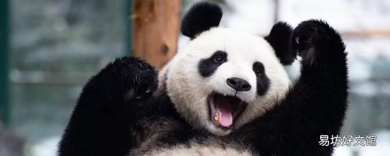为什么熊猫只有我们中国才有