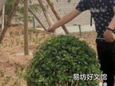冠幅怎么测量