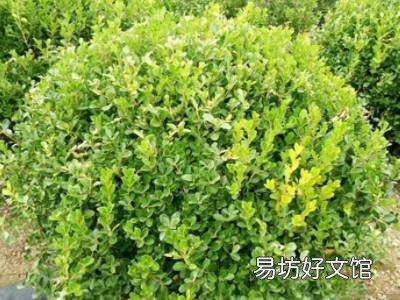 冠幅怎么测量