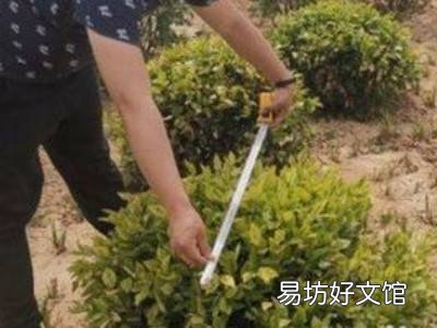 冠幅怎么测量