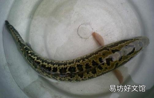 乌鱼有哪些营养