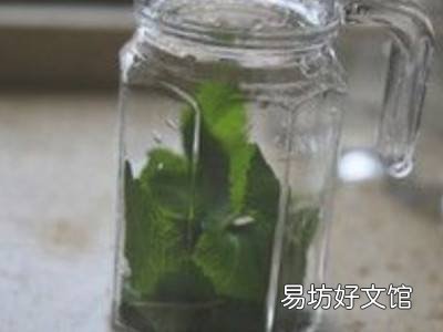 薄荷叶怎么晒干