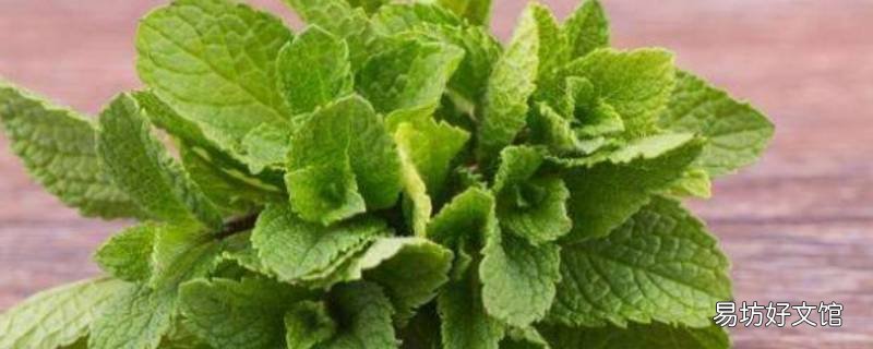 薄荷叶怎么晒干