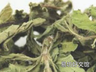 薄荷叶怎么晒干