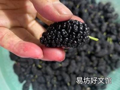 家庭自制桑葚膏的方法