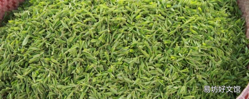 新茶什么时候放冰箱