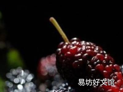 桑果怎么洗