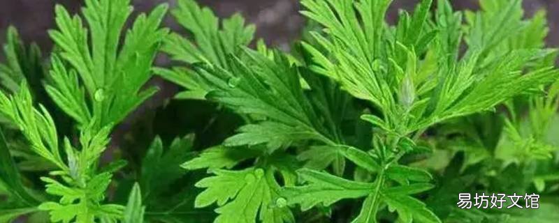 新鲜艾草怎样保存