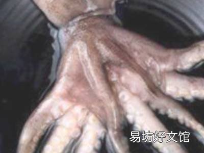 八爪鱼内脏怎么清理