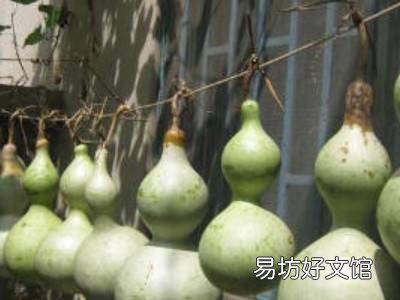 葫芦怎么做