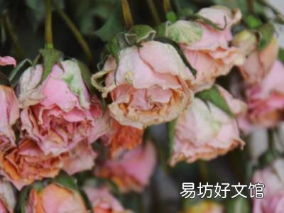 玫瑰花骨朵怎么晒干
