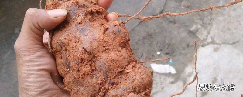 土茯苓泡水喝方法