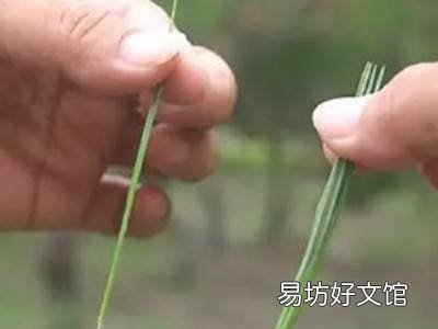 松针泡酒的正确制作方法