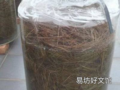 松针泡酒的正确制作方法