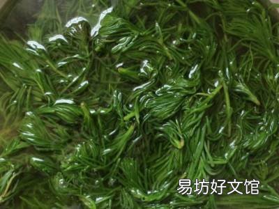 海蓬菜包子如何调馅