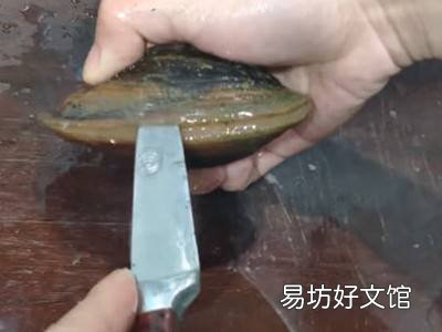 大河蚌怎么清洗干净内脏