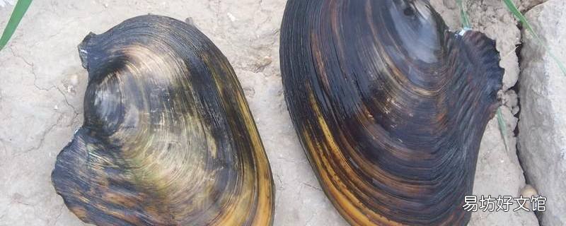 大河蚌怎么清洗干净内脏