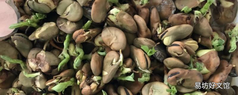 蚕豆上面的芽可以吃吗