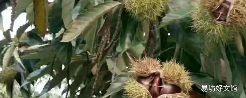 怎么保存新鲜板栗